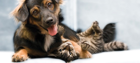 17c5000bc61c8caa0c3ef509608e30f5