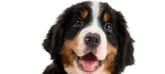 403e9059f49336e5ef7650194ac9ff74