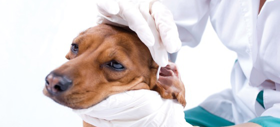 67797e3d1ddca5e73b84aff1d6ab9ccb