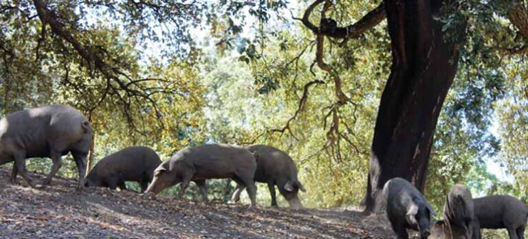 8db41be0b9674c7f65fd99a7e0b2e74a