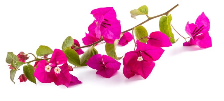 af1e25cb00da912bab458cadb91e4960