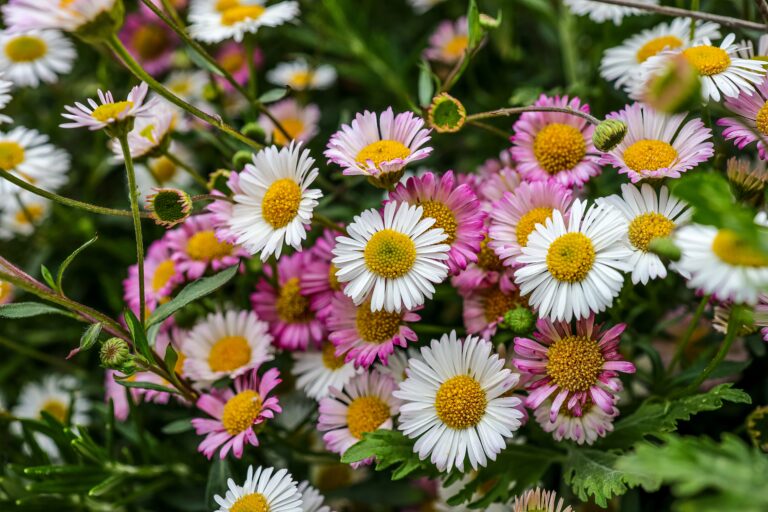 Erigeron,Karvinskianus,,The,Mexican,Fleabane,Is,A,Species,Of,Daisy-like