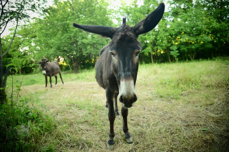 Close-up,Portrait,Of,A,Hungarian,Donkey,Or,Donkey,(equus,Asinus)