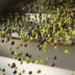 Endnu et hårdt år for landmændene i Málaga