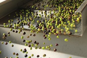 Endnu et hårdt år for landmændene i Málaga