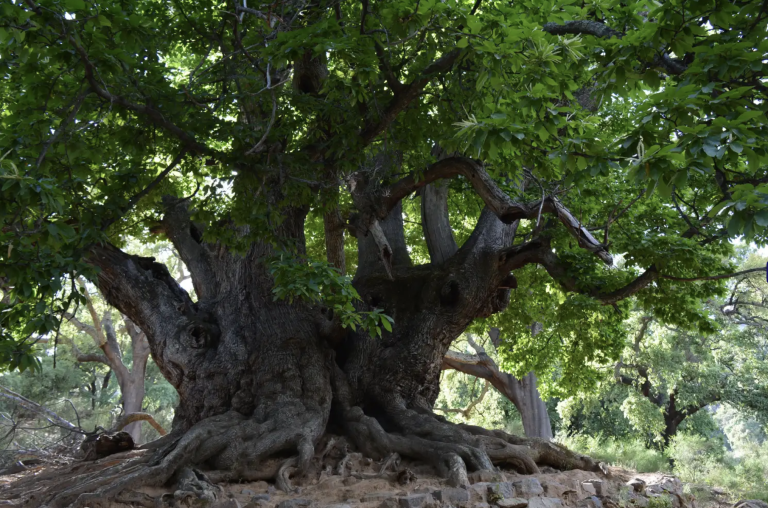 Ny vandresti til Castaño Santo med lang hængebro