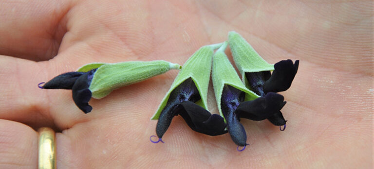 509cfb133204fa34e8e15f5a90a03275