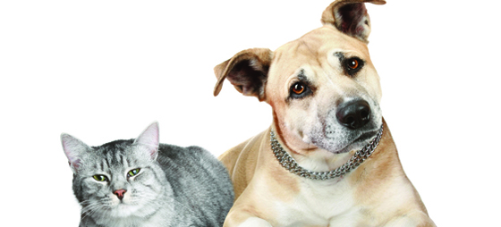 893daea3c0cf415ff01c83a0979b7a2c