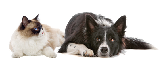 d5f628eb614455d4b254fb795018a886