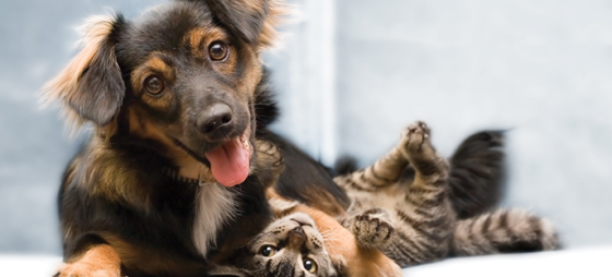 de49ede42d8696041fbd466ef3278059