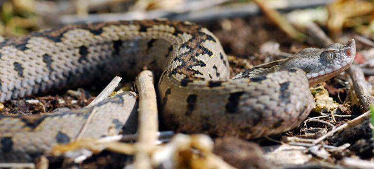 deb6c6566b936eacd6e8d436bb767b3d