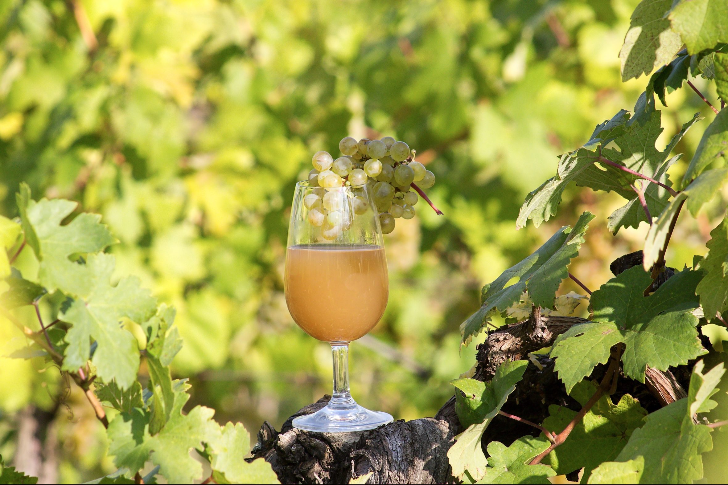 Fresh,Grape,Must,In,Wine,Glass