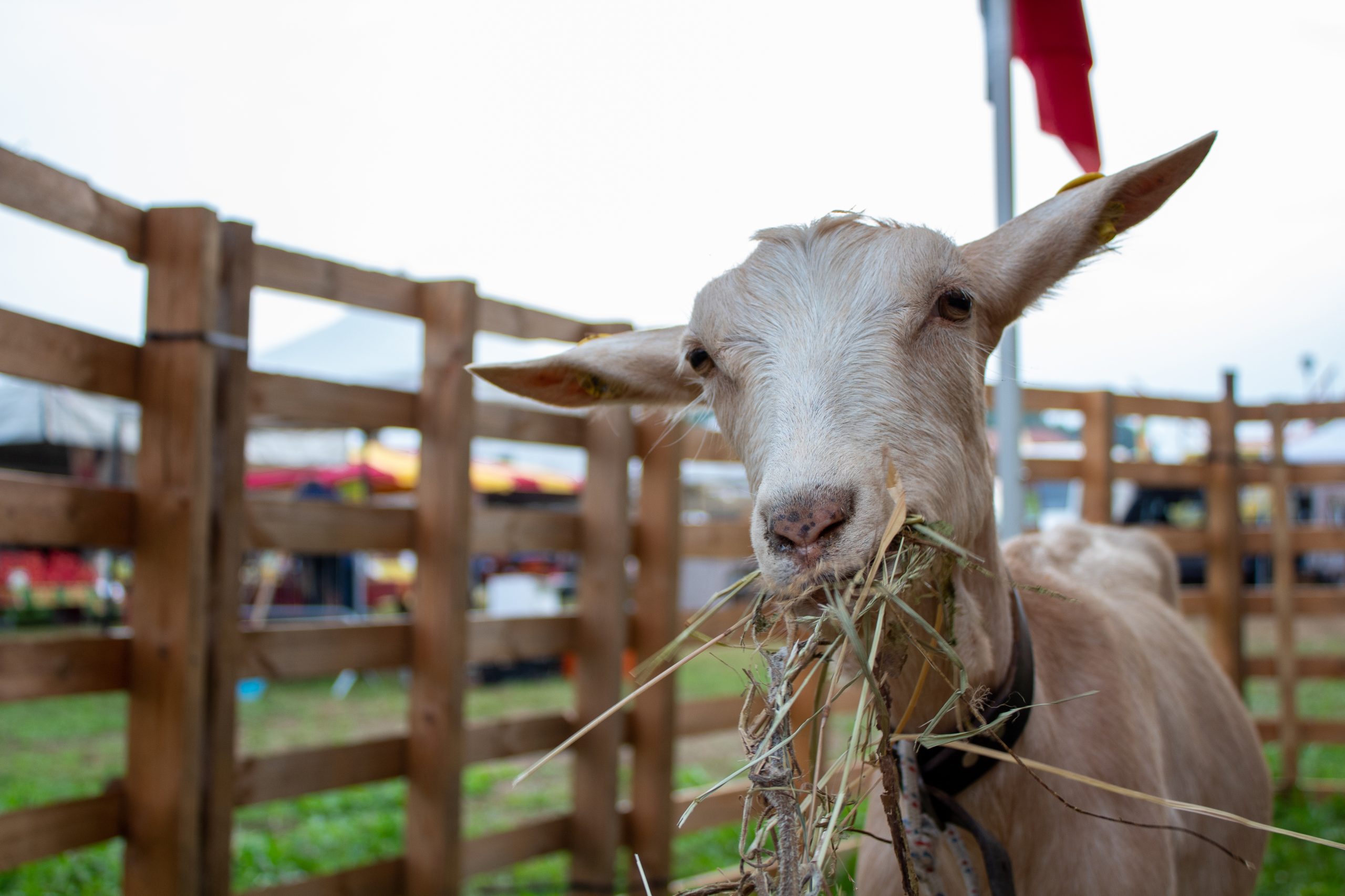 Visiting,A,Country,Livestock,Fair