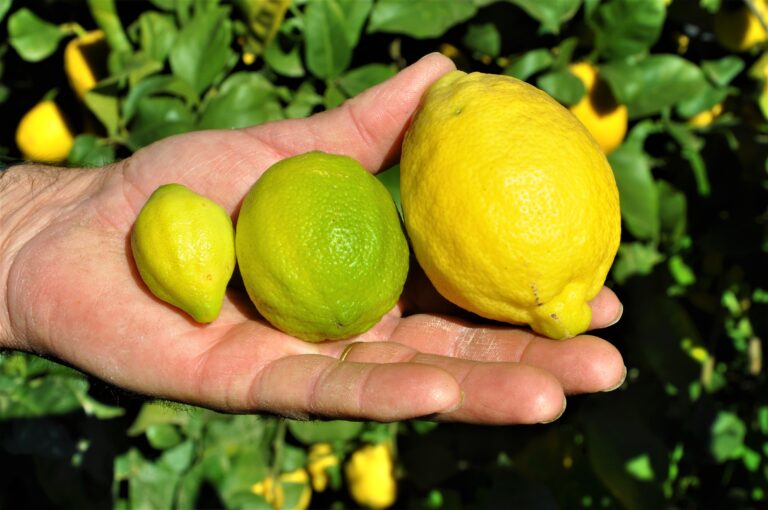 Sabor a Málaga: Citroner