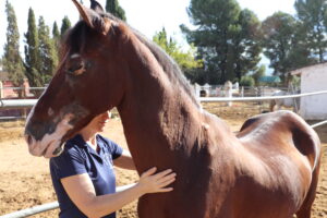 Drömmen lever på Cortijo San Antonio