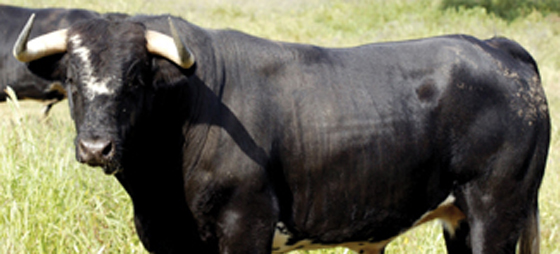 0666cebb0d91ac7c74315b96d27da502