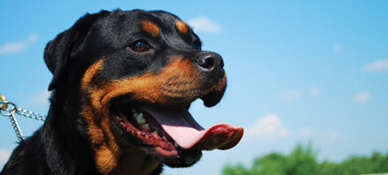 1dd23cc5a9df70e5121a94711e9e6962