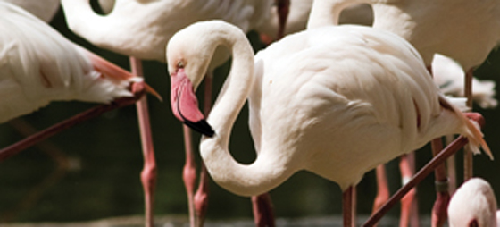 20a3a5fcb7a860a38c2835a8e2f88c59