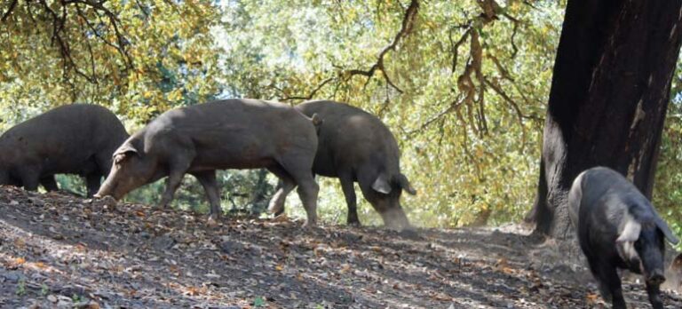 414b5abe84dba17030889e0e48afe3eb