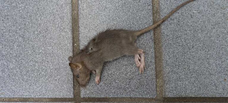 4f80a1d042e78287816ac44eb72335cc-1