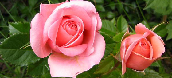 6bd09b148991fb2ef95b50ab30f91507