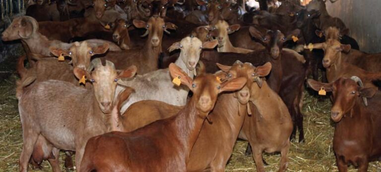 6e6a694e942ad7da7b17dcb699f0dde3