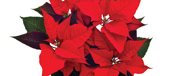 9a84715183721dc0b1b43589422f6a8a