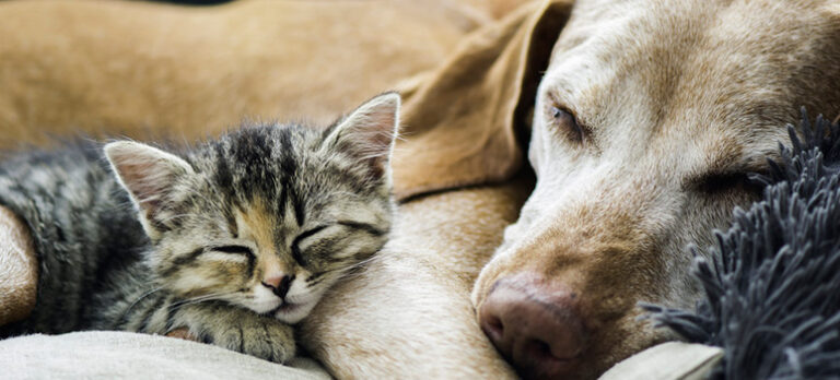 a4c8fcb4735a86a9e768afd9d7b7de59