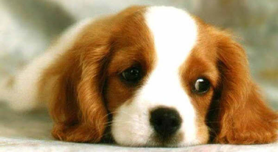 bbf33aa0f040ac81e5d04cbde776284d