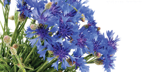 bc4f2d4aed9344b4d696d9b6e1f8770c