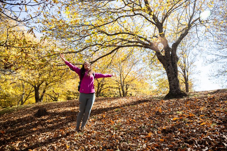 Málaga,,Spain;,07-11-2021:,Bosque,De,Castaños,Durante,El,Otoño,En
