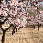 Mandelblomstring i Málaga