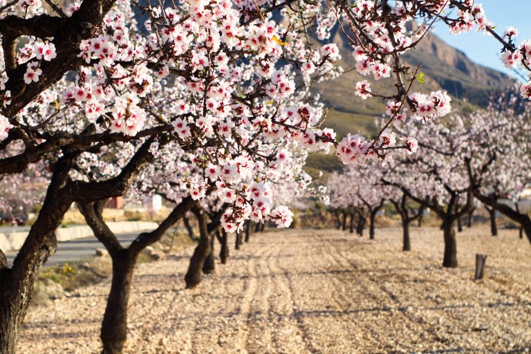 Mandelblomstring i Málaga