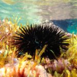 Marbella Marina installerer mikrorev for å styrke havmiljøet